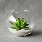 中国 家の装飾のために生きている植物の蝋燭ガラスのコップの球のGreeの円形の植物 会社